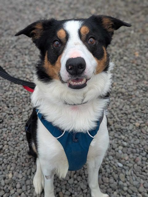 Archie looking at the camera and smiling
