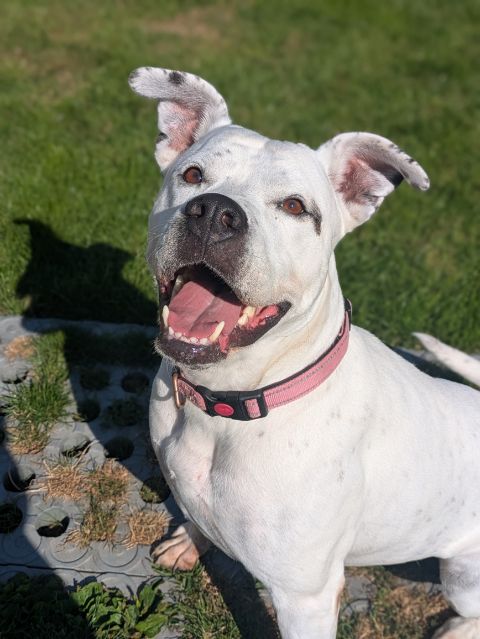 Stella