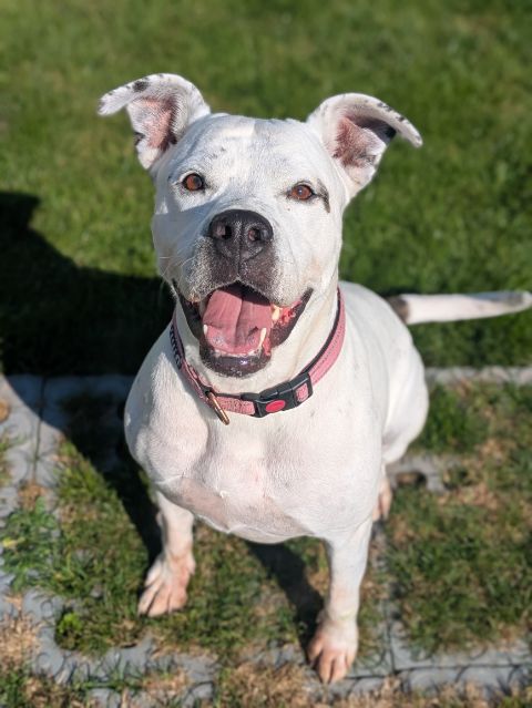 Stella
