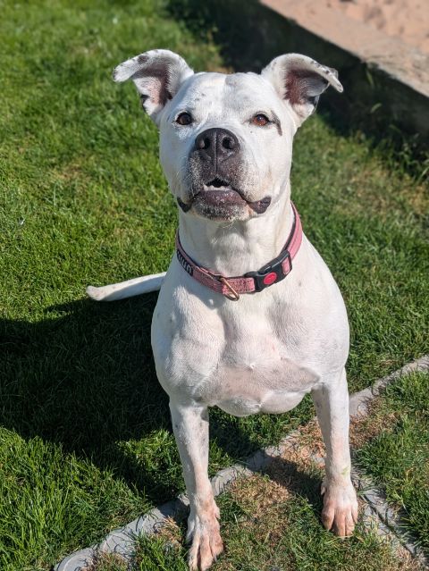 Stella