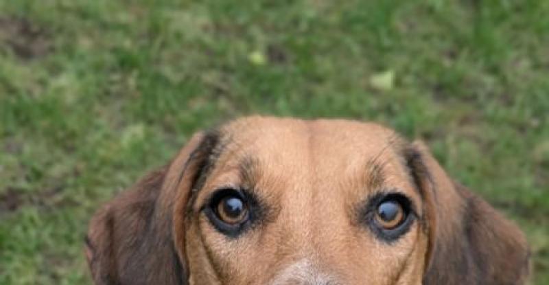 Bonnie