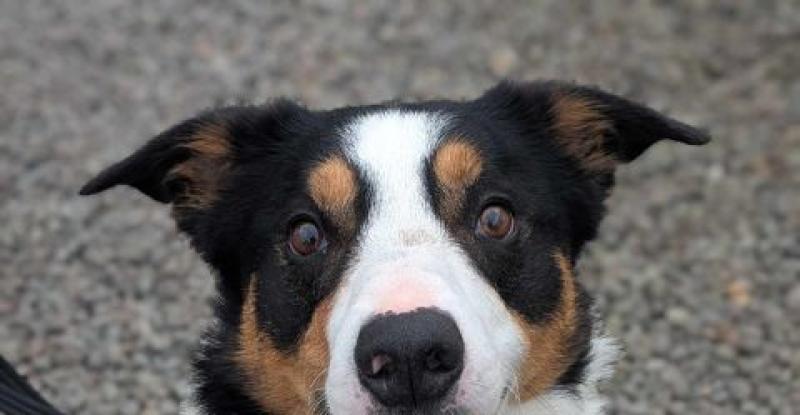 Archie looking at the camera and smiling