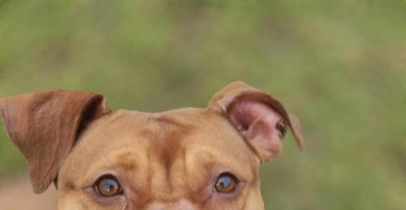 Biscuit smiling and sitting