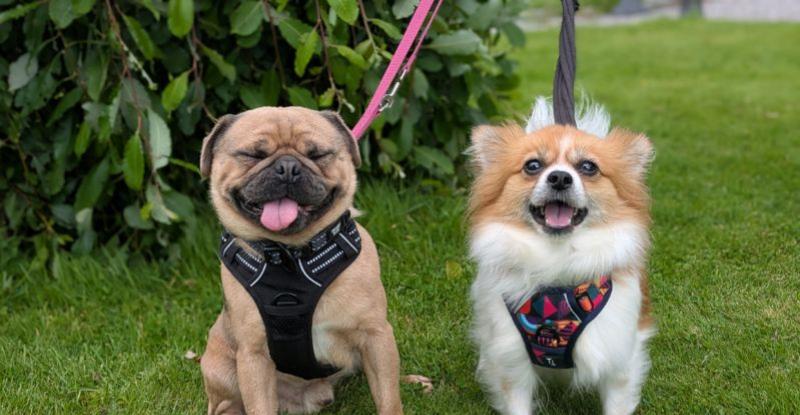 An image of Brodie and Skye smiling at the camera