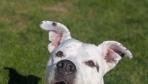 Stella