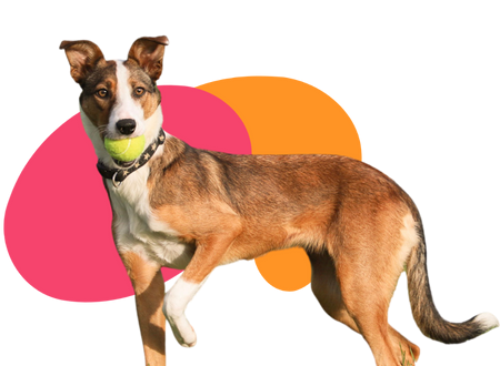A tan coloured dog with a tennis ball in her mouth
