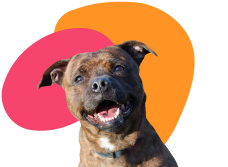 A smiling bull terrier