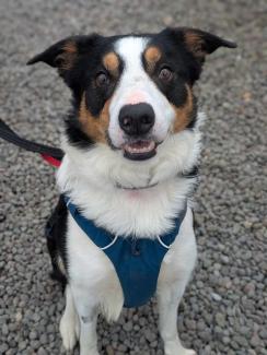Archie looking at the camera and smiling