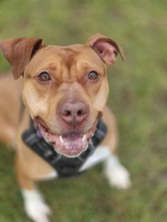 Biscuit smiling and sitting