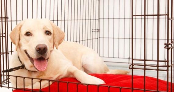 dog in crate