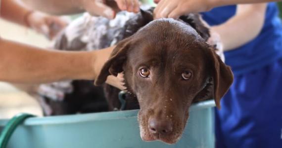 Dog being bathed by team