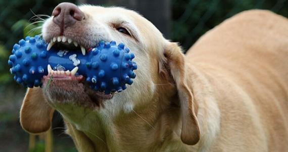 Dog chewing on toy