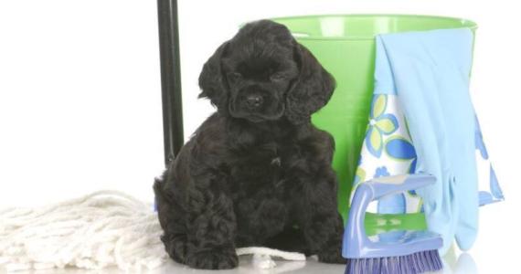 Dog with mop and bucket