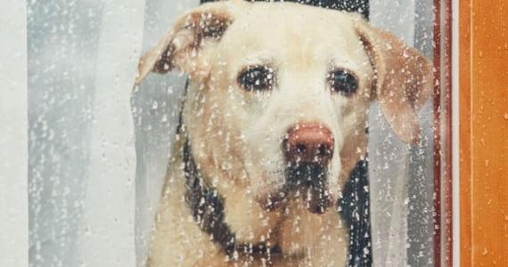 dog looking out of window appearing sad