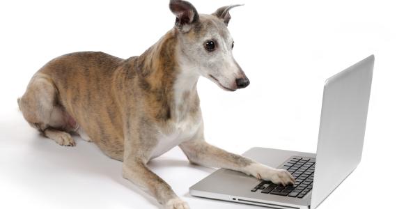 dog on laptop