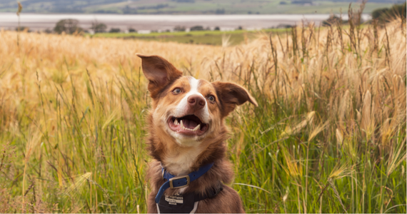 A smiling golden dog in a field of wheat.