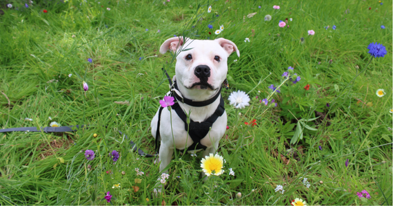 A smiling staffie in a wildflower meadow