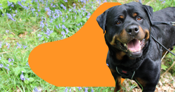 A smiling Rottweiler in a field of bluebells