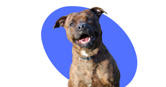 A smiling brown Staffie on a blue background