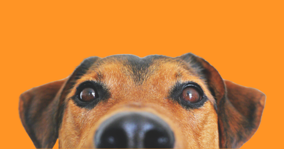 Dog nose
