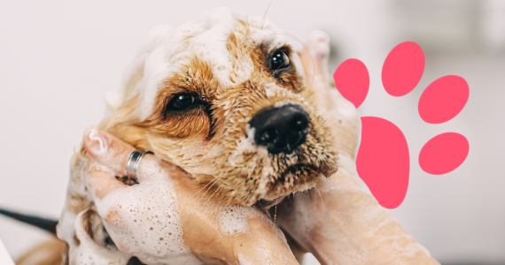 Dog being shampooed