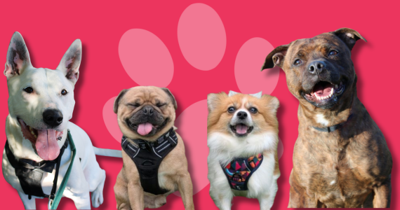 Dogs of different breeds and sizes