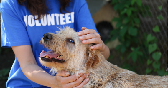 A person in a blue t-shirt with volunteer written stroking a small brown dog.